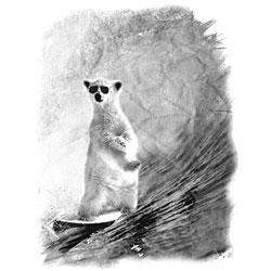 TRANSFER POLAR SURF