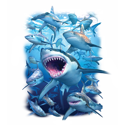 TRANSFER SHARK CLUB
