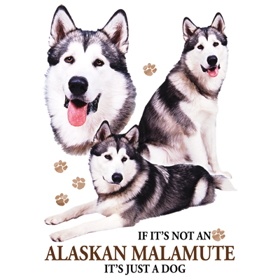 TRANSFER ALASKAN MALAMUTE