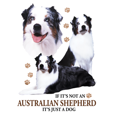 TRANSFER AUSTRALIAN SHEPHERD