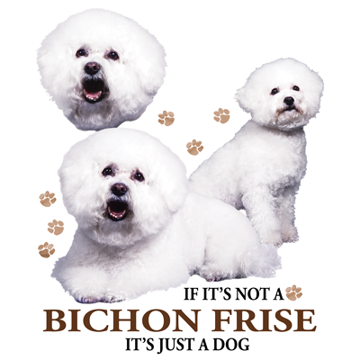 TRANSFER BICHON FRISE