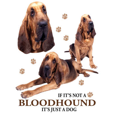 TRANSFER BLOODHOUND