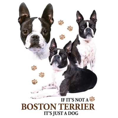 TRANSFER BOSTON TERRIER