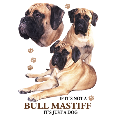 TRANSFER BULL MASTIFF