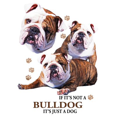 TRANSFER BULLDOG