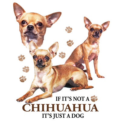 TRANSFER CHIHUAHUA
