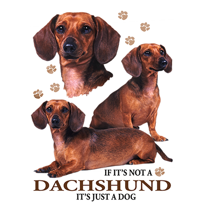 TRANSFER DACHSHUND RED SHORTHAIR