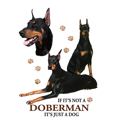 TRANSFER DOBERMAN