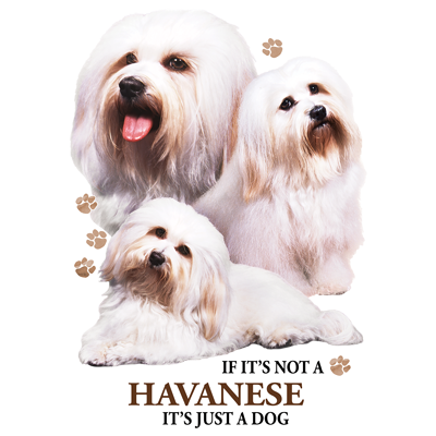 TRANSFER HAVANESE