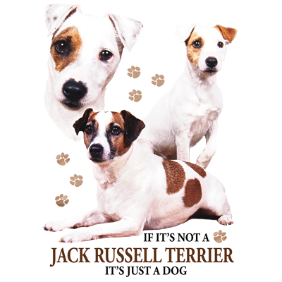 TRANSFER JACK RUSSELL