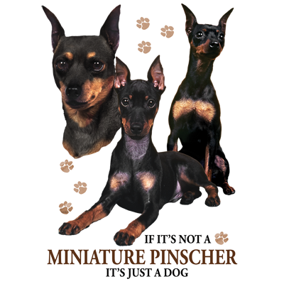 TRANSFER MINIATURE PINSCHER