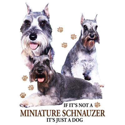 TRANSFER MINIATURE SCHNAUZER