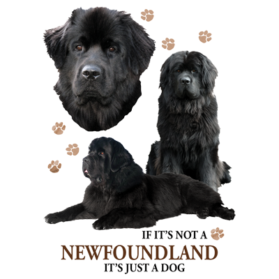 TRANSFER NEWFOUNDLAND