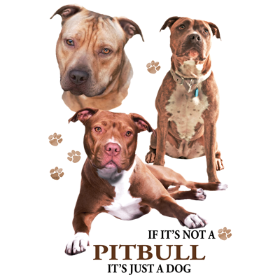 TRANSFER PIT BULL