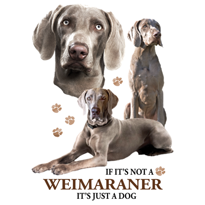 TRANSFER WEIMARANER