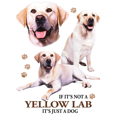 TRANSFER YELLOW LAB