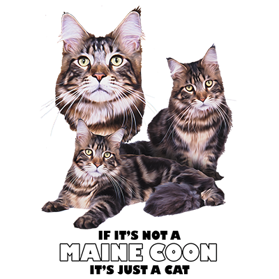 TRANSFER MAINE COON