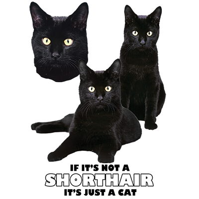 TRANSFER DOMESTIC SHORTHAIR BLACK