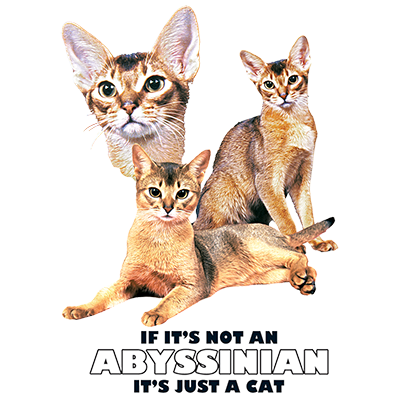 TRANSFER ABYSSINIAN