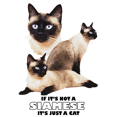 TRANSFER SIAMESE