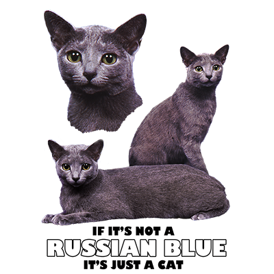 TRANSFER RUSSIAN BLUE