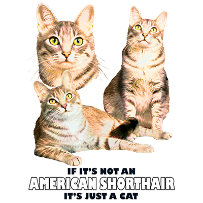 TRANSFER AMERICAN SHORTHAIR TABBY