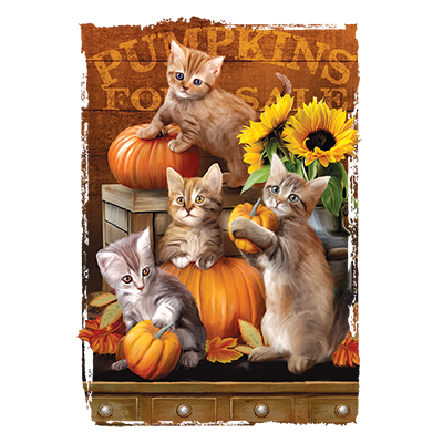 TRANSFER AUTUMN KITTENS