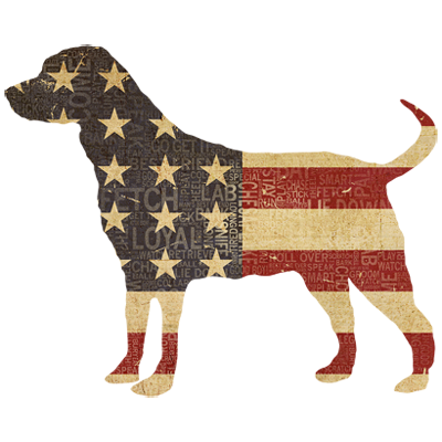 TRANSFER AMERICAN DOG