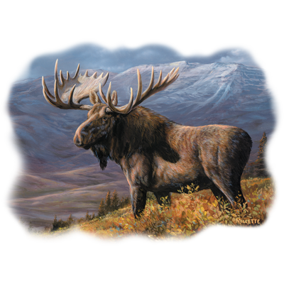 TRANSFER COOPER MOOSE