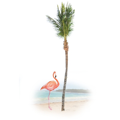 TRANSFER FLAMINGO PARADISE