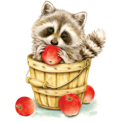 TRANSFER RACCOON