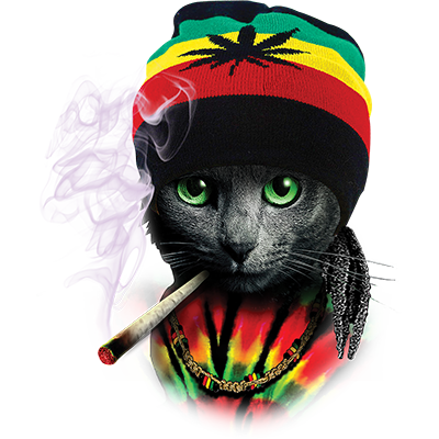 TRANSFER RASTA CAT