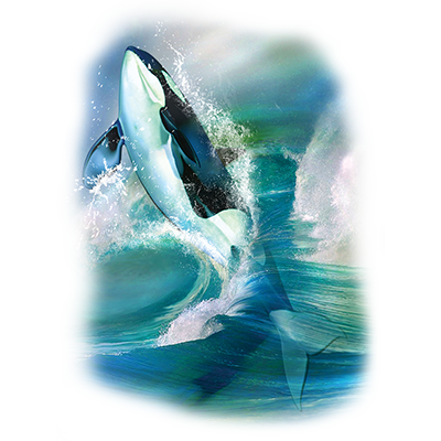 TRANSFER ORCA BREAKTHROUGH
