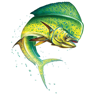 TRANSFER DOLPHIN DESIGN