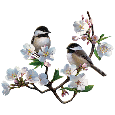 TRANSFER CHERRY BLOSSOM CHICKADEE