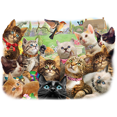 TRANSFER KITTENS AND BIRD