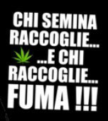 FOGLIO TRANSFER FUMA