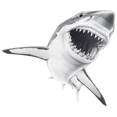 TRANSFER SHARKY