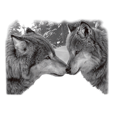 TRANSFER MUZZLE NUZZLE