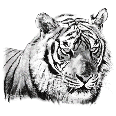 TRANSFER TIGER HEAD PORTRAIT