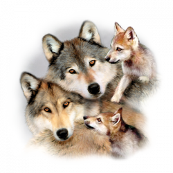 TRANSFER WOLF HARMONY