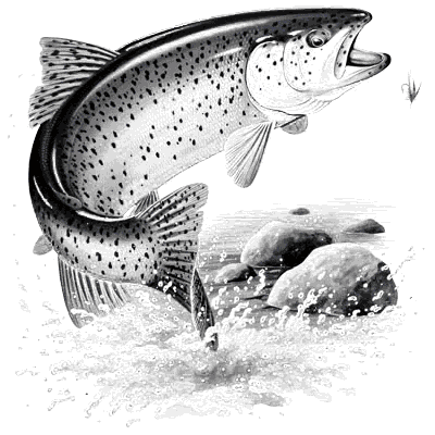 TRANSFER RAINBOW TROUT