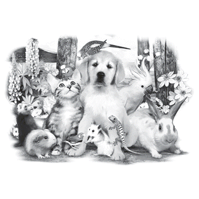 TRANSFER PET PARTY 2