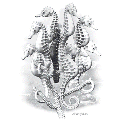 TRANSFER SEAHORSES
