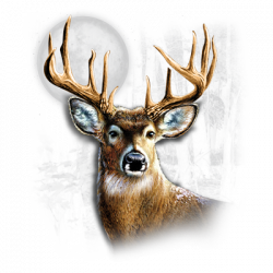 TRANSFER WHITETAIL WILDERNESS