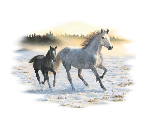 TRANSFER SUNLIT MIST