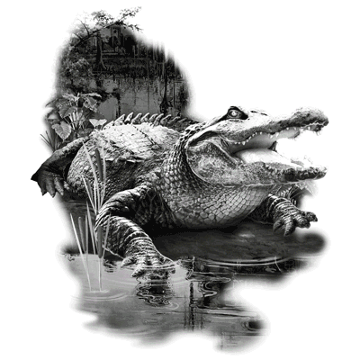 TRANSFER GATOR SWAMP
