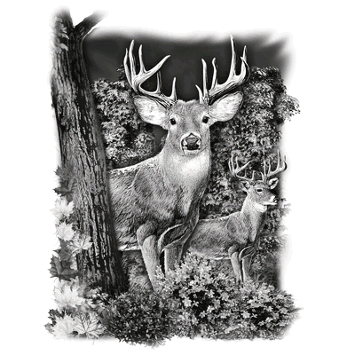 TRANSFER WHITETAIL DEER COUNTRY