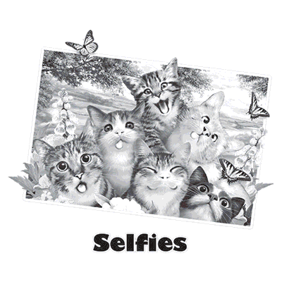 TRANSFER CAT SELFIE
