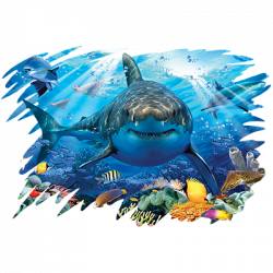 TRANSFER GREAT WHITE SHARK